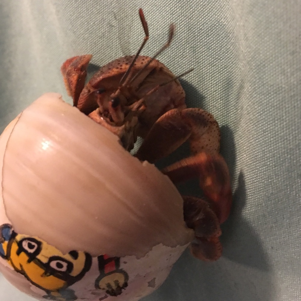 Crabby